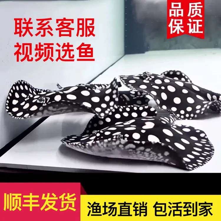魟鱼活体皇冠黑金黑白活鱼热带淡水观赏鱼珍珠米克斯魔鬼鱼