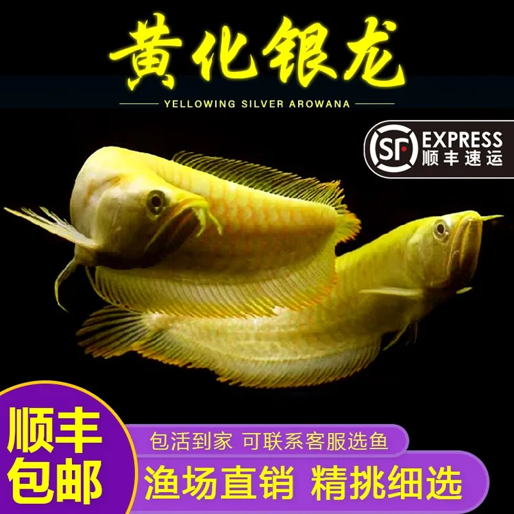 黄化银龙鱼红眼白子银龙观赏鱼大型热带观赏鱼耐活好养招财鱼