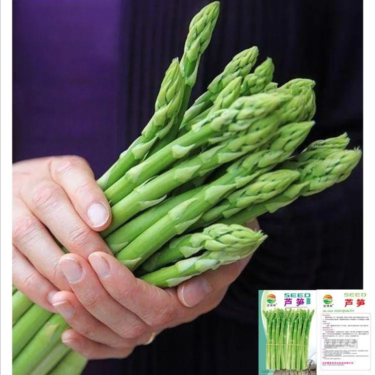 芦笋种子四季种植蔬菜之王进口绿芦笋种籽抗热耐寒高营养蔬菜种子