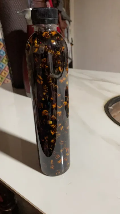 野生金环，当天现抓现泡，每瓶110只只多不少差一只赔付10只