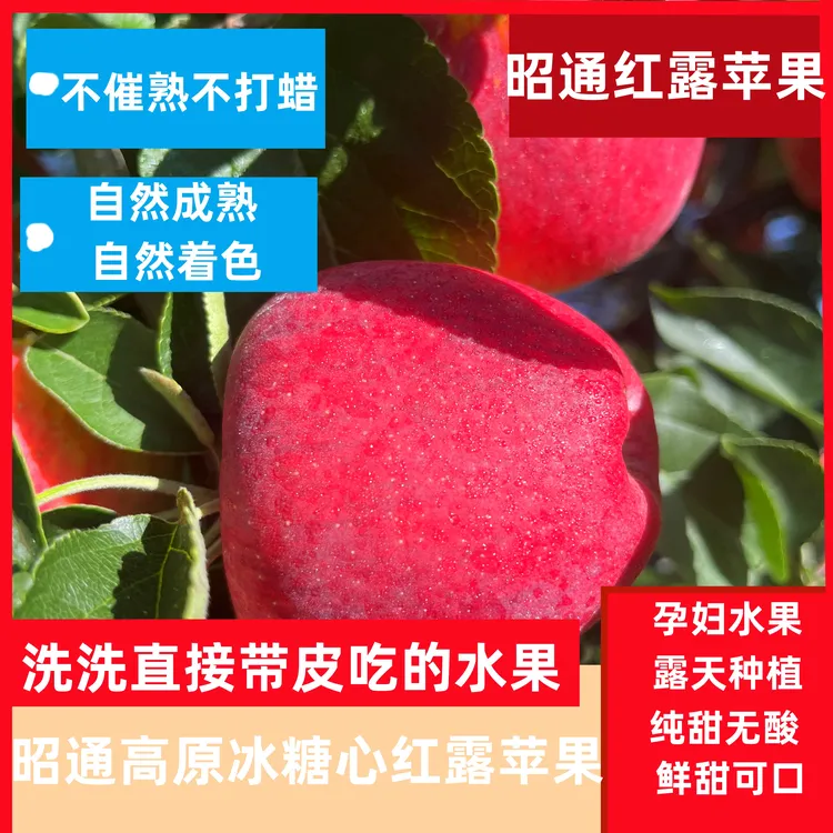 昭通高原当季新鲜冰糖心红露苹果正宗原生态现摘脆甜营养严选自然