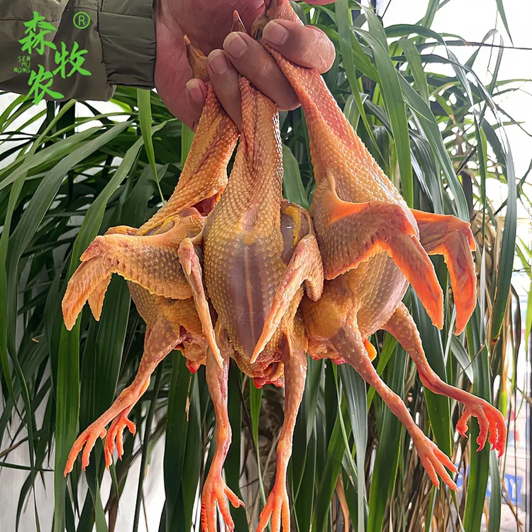 森牧农农家土鸽散养3年左右鸽子肉老鸽子农村柴鸽带内脏煲汤鸽3只