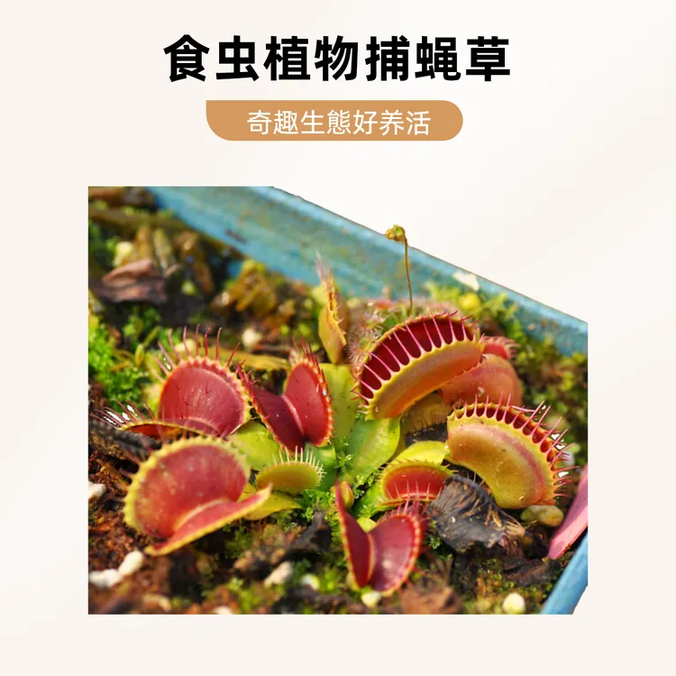 捕蝇草合集食虫植物奇趣捕虫直播