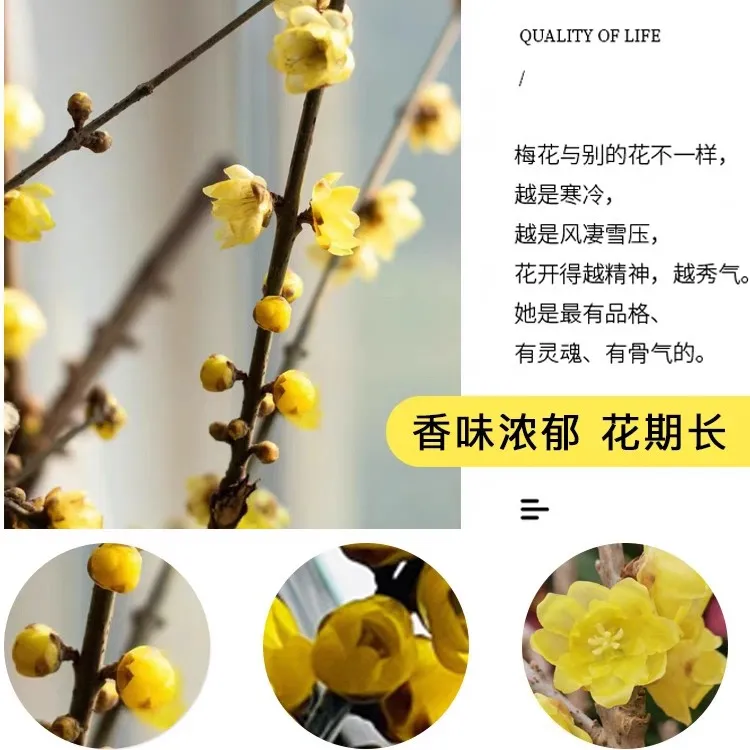 年宵腊梅鲜切花热卖中，鄢陵蜡梅 浓香型腊梅 干枝腊梅 泡水开花