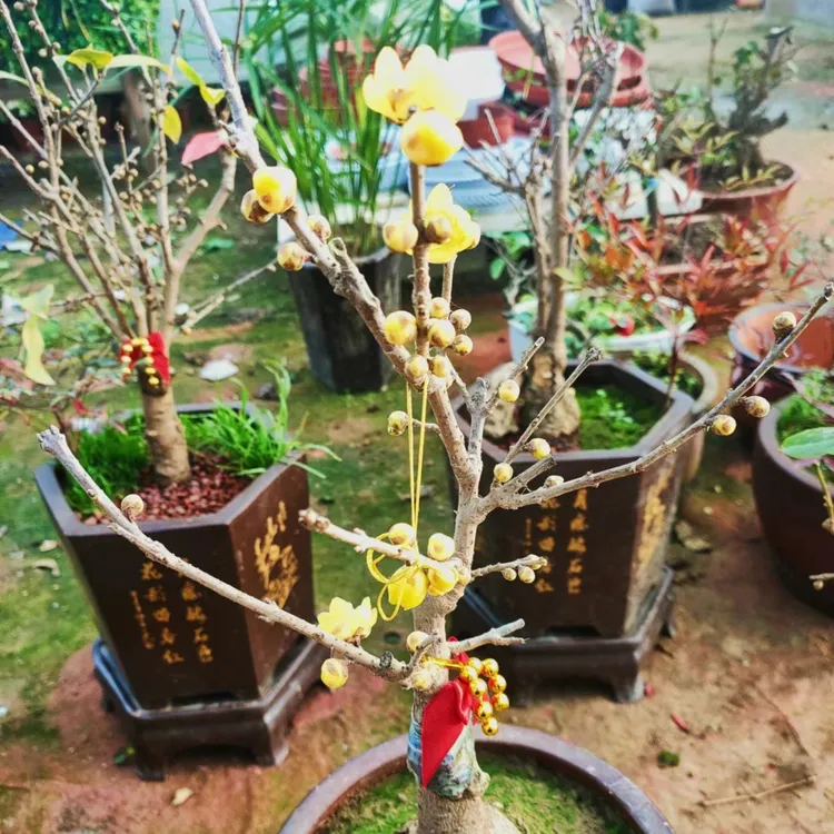 鄢陵蜡梅 品种腊梅 盆栽盆景腊梅 浓香腊梅