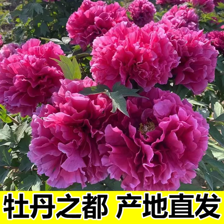 【原盆原土发货】牡丹花树苗正宗洛阳牡丹花好养适合养不活就补发商品图