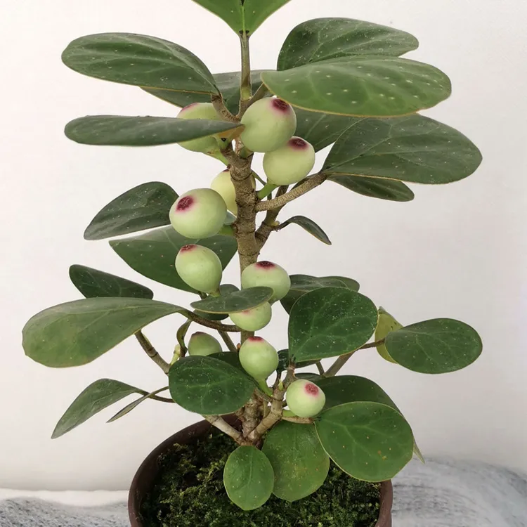 小盼菩提智慧树菩提果菩提树一花一世界一叶一菩提