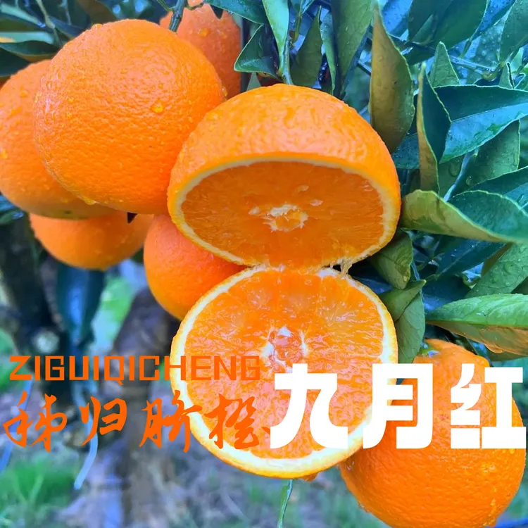 (酸甜)湖北秭归三峡水晶橙爆汁九月红