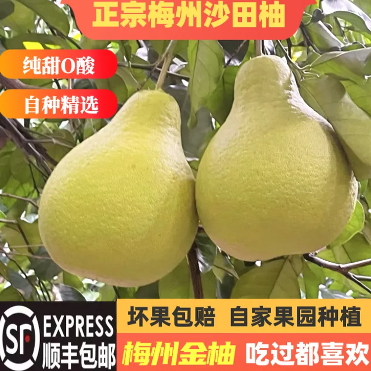 顺丰包邮梅州沙田柚纯甜柚子白肉金柚新鲜孕妇水果批发蜜柚礼盒装