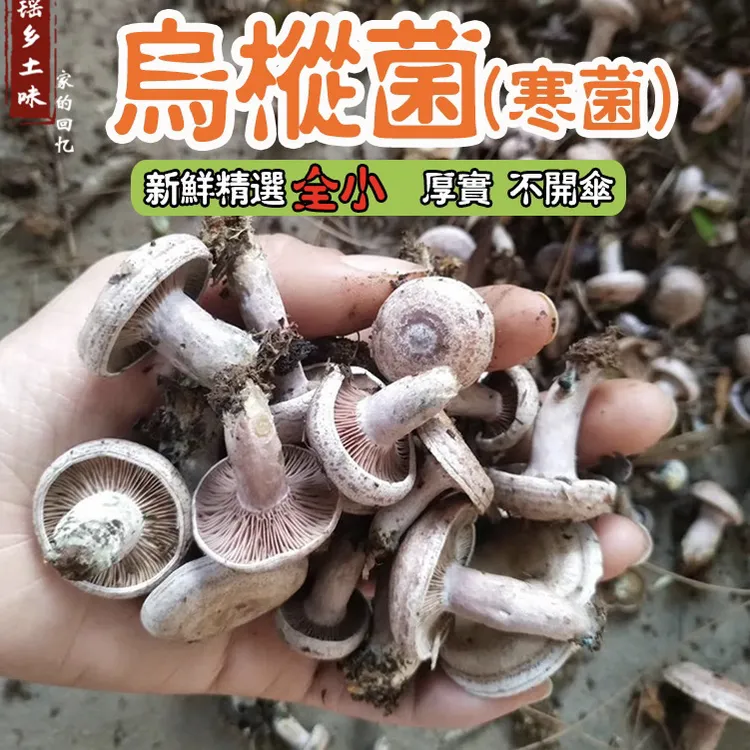 新鲜野生菌湖南乌枞菌寒菌黄枞菌现货松乳菇精品松树菌天鹅菌菌子