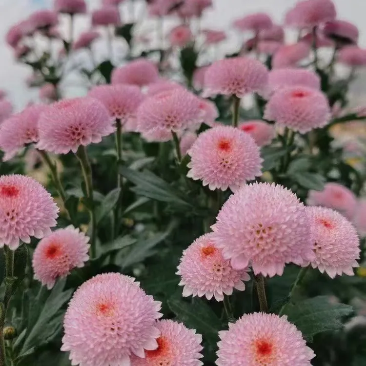 珠玉之卵网红小雏菊多年生宿根花卉耐热耐寒花期超长