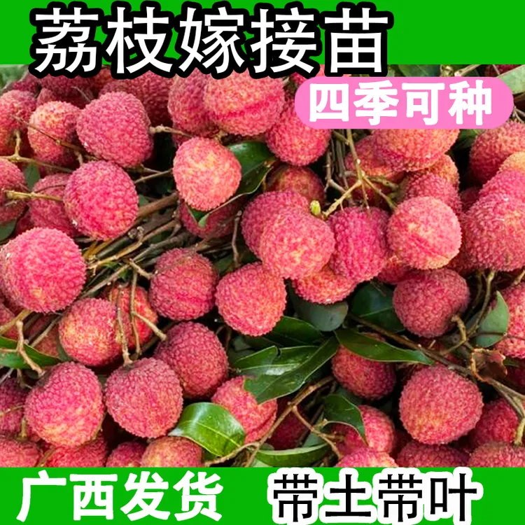 荔枝树苖无核桂味果树糯米糍果苗早熟盆栽妃子笑嫁接水果树苗