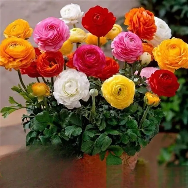 芹叶牡丹种子 重瓣芹叶牡丹 四季阳台庭院 花卉耐寒多年生