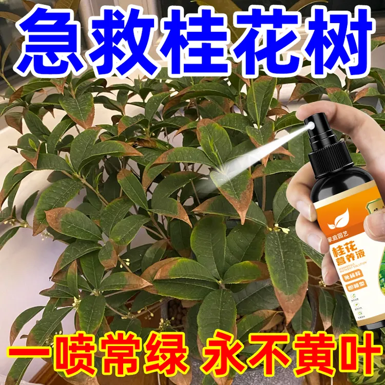 【拯救】桂花树专用营养液肥料复活桂花叶子干尖焦叶叶斑病通用型