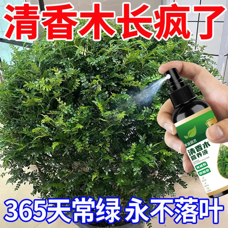 【治黄叶】清香木专用营养液防止叶片干枯发黄促生长专用有机肥料