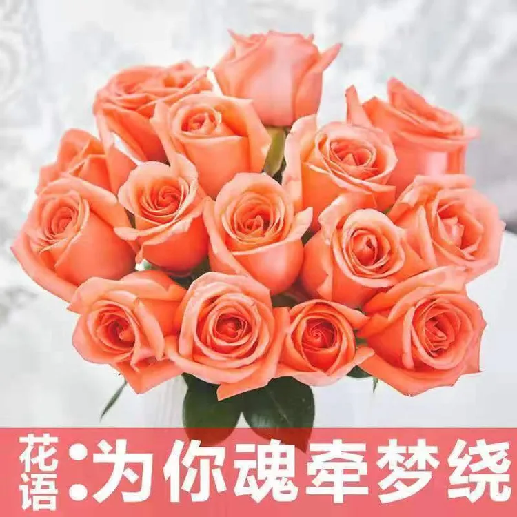 【馨缘花铺】冷链影星粉玫云南昆明基地现采直发水养鲜花养护玫瑰