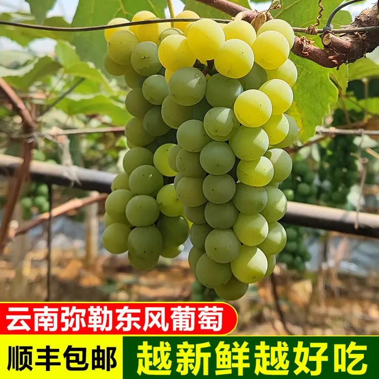 【顺丰】新鲜水晶葡萄2斤4斤云南弥勒当季水果优质精选口感微黄果