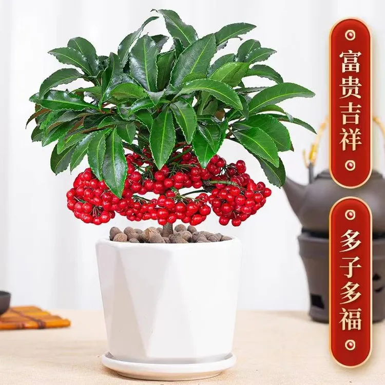 富贵籽朱砂根带果耐寒室内植物北美冬青金玉满堂
