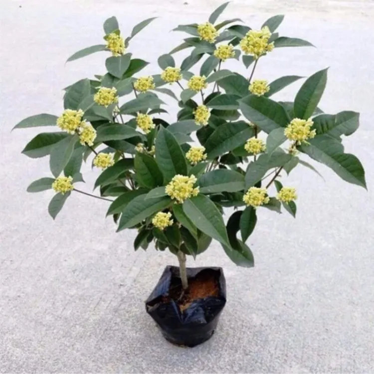 甄选四季桂花八月桂精选四季开花生长正宗桂花带土发货基地直销