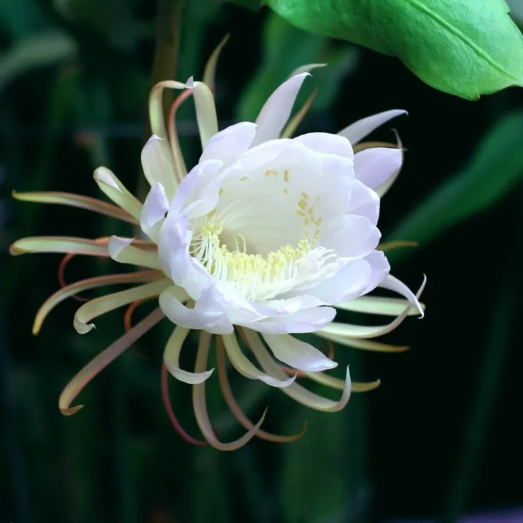 昙花苗花卉盆栽观花植物小叶夏季种植阳台盆景室内外阳台绿植庭院