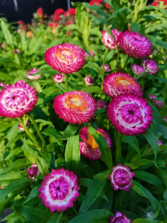 耐寒花卉混色采收矮秆麦秆菊蜡菊