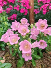 庭院花卉四季开花混色风铃草盆栽地栽