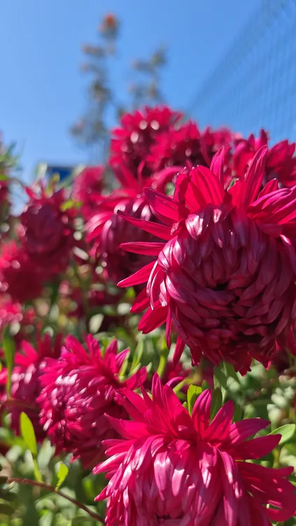 庭院花卉紫红翠菊80粒江西腊盆栽地栽