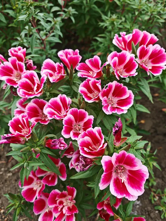 庭院花卉混色古代稀盆栽地栽