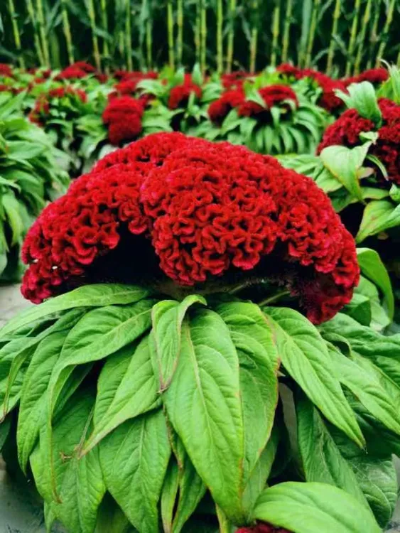 庭院花卉大红色头状鸡冠花盆栽地栽
