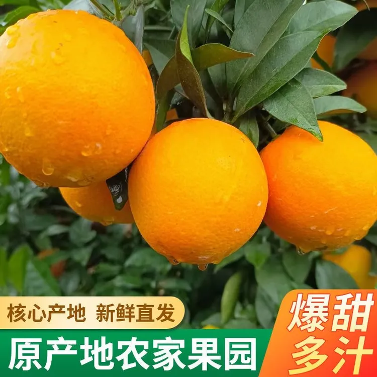 正宗江西赣南脐橙产地直发脐橙10斤橙子当季新鲜水果正宗赣州甜橙