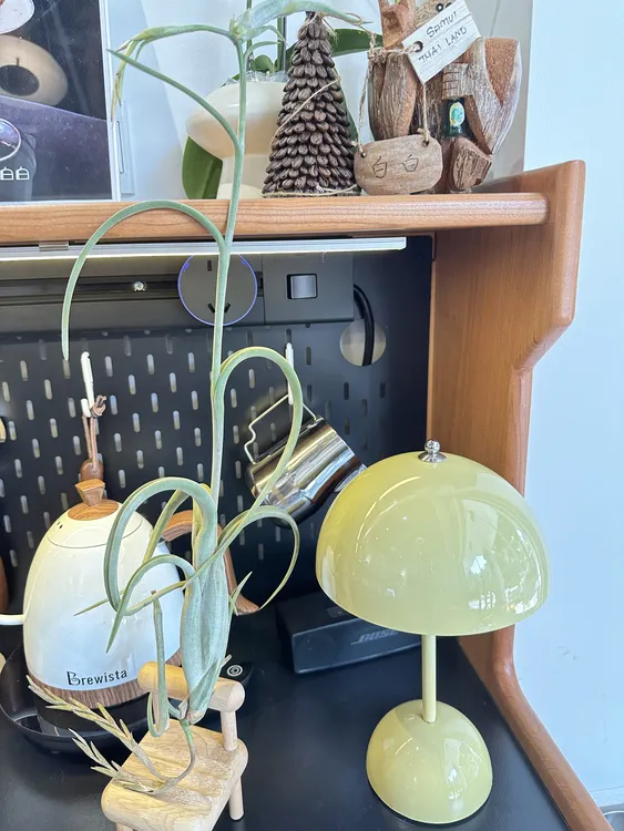 花中花（纯植物）空气凤梨创意绿植桌面微景观室内居家园艺净化空气