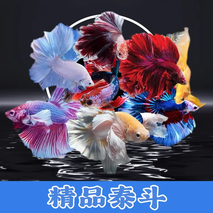 斗鱼活体小型热带观赏鱼粉白半月婚纱鱼好养耐活