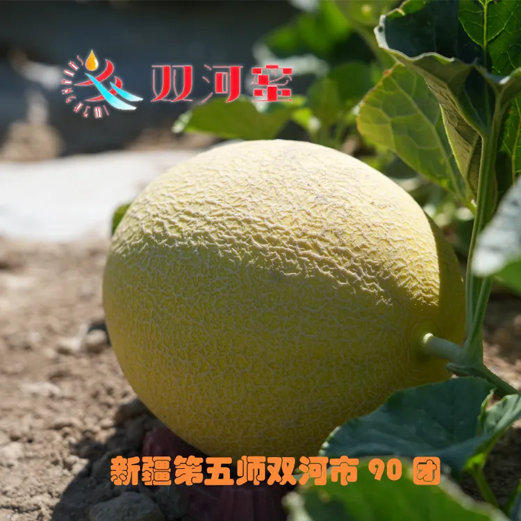新疆哈密瓜博乐第五师90团双河蜜贵宾蜜重量8-10斤礼盒装 直供