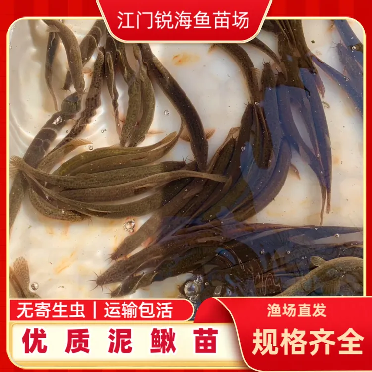 观赏喂宠鲜活小泥鳅泥鳅饲料鱼活鱼乌龟