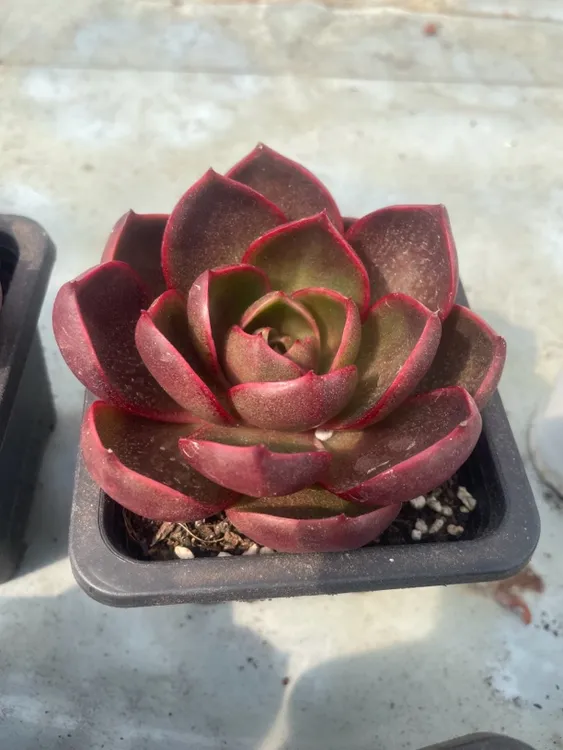 红灯多肉植物 《一单包邮》脱土发货