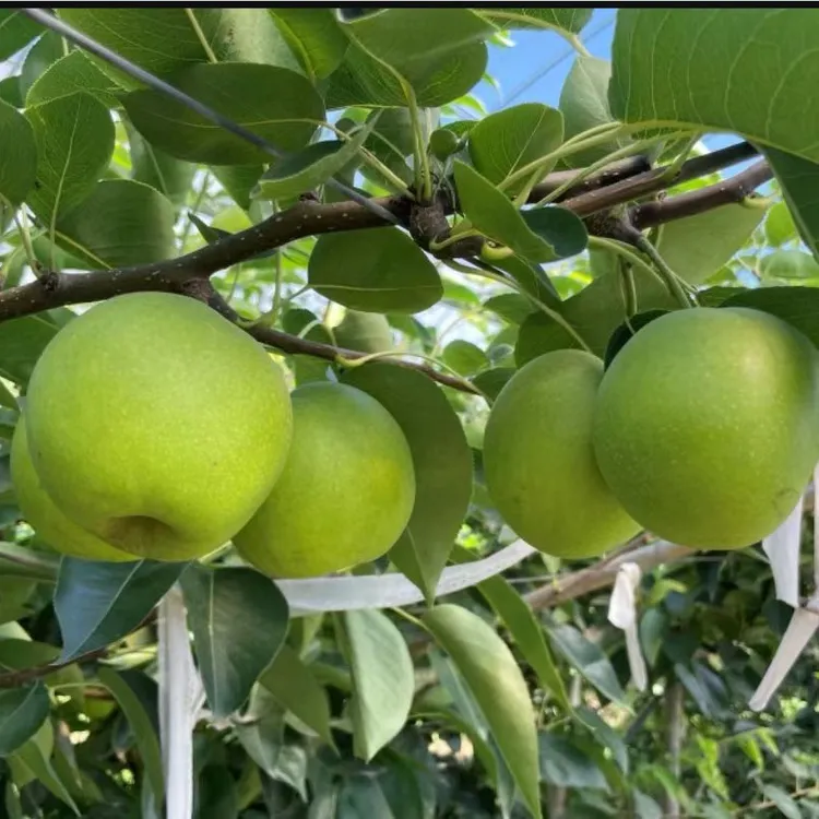 精品新梨 自家种植 新鲜采摘 苏翠一号梨
