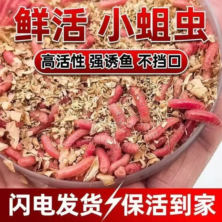 鲜活钓鱼蛆虫红蛆虫活饵通杀野钓鲫鱼鲤鱼石斑马口白条脓腥鱼饵鱼
