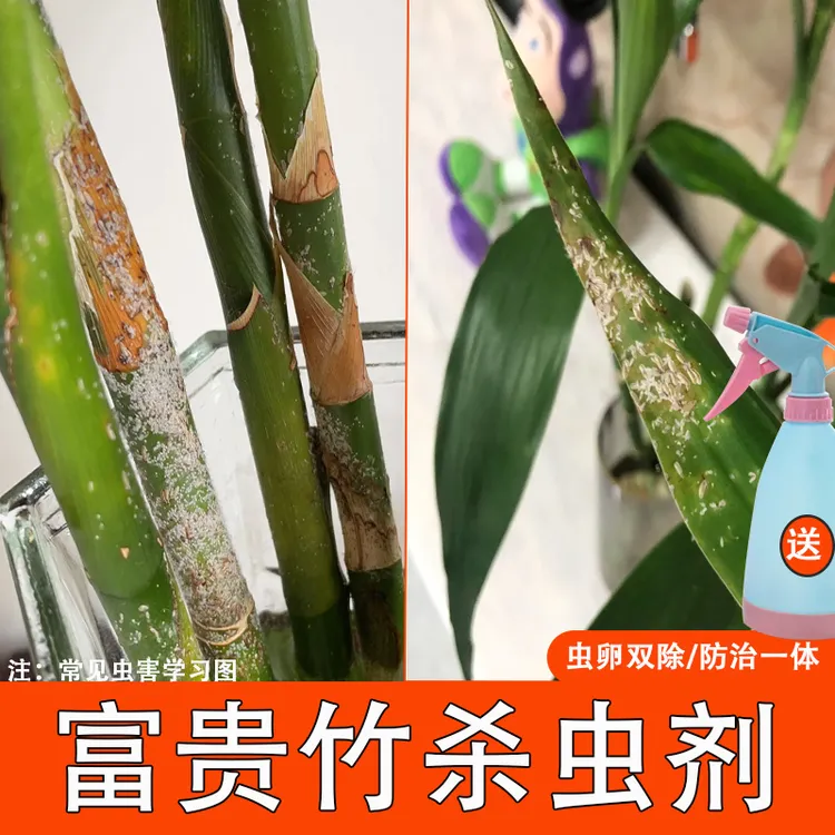 富贵竹杀虫剂水培植物杀虫防虫蚜虫专用小飞虫蚧壳虫白虱灭除虫卵