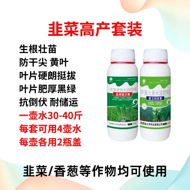 韭菜高产组合叶片黑绿抗倒伏防干尖黄叶韭菜粗又嫩直立挺拔素