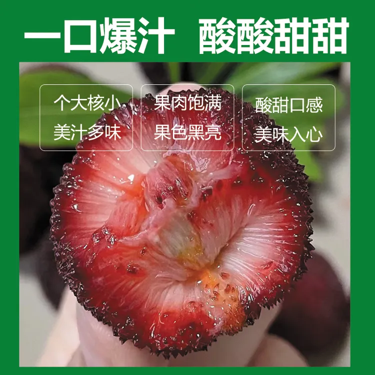 正宗仙居东魁杨梅新鲜应季特甜孕妇水果现摘现发顺丰冷链