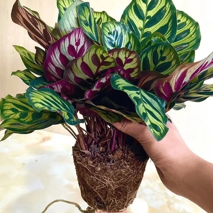 精品孔雀竹芋办公室内绿植物好养清新彩叶竹芋四季常青吸甲醛盆栽