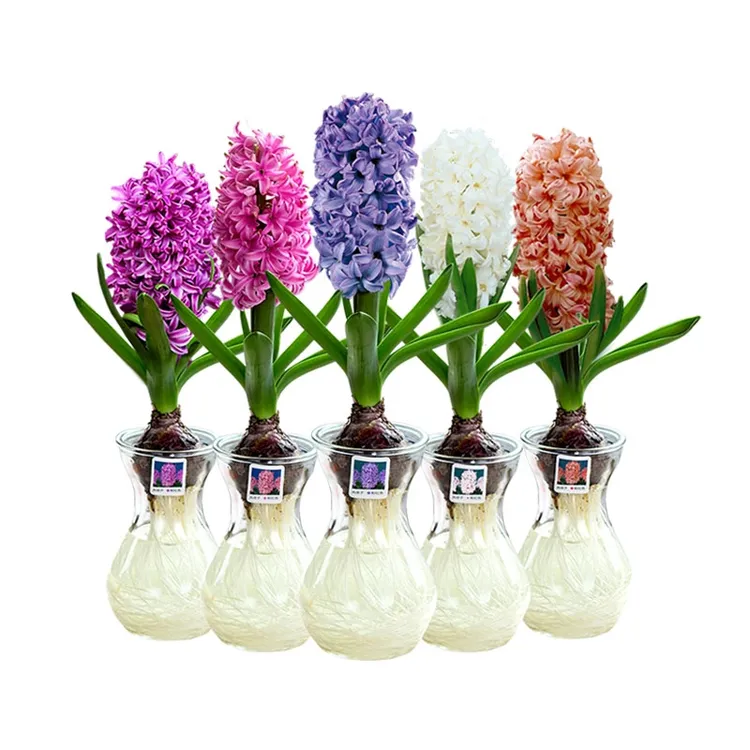 进口风信子种球水养土培冬季水培带芽耐寒易活花卉盆栽植物室内花