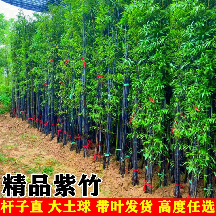 精品紫竹苗四季常青不落叶庭院花园植物北方耐寒耐旱地栽风景竹苗