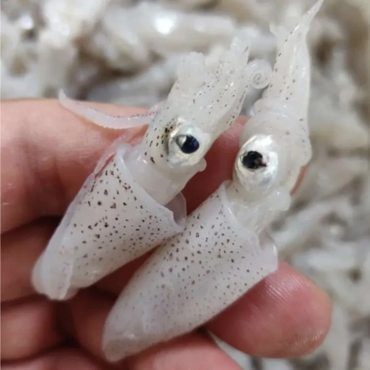 青岛本地新鲜速冻小笔管夜钓鳗鳞鱼海钓黑头鳕鱼万能珥钓鱼者专用