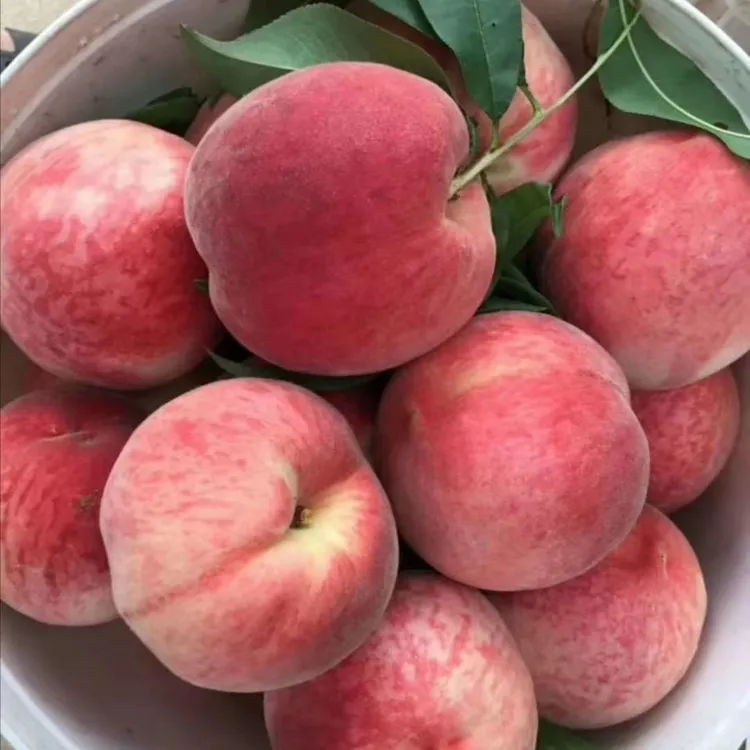 山东蒙阴现摘水蜜桃脆甜红桃整箱包邮孕妇宝宝新鲜水果3斤4.5斤