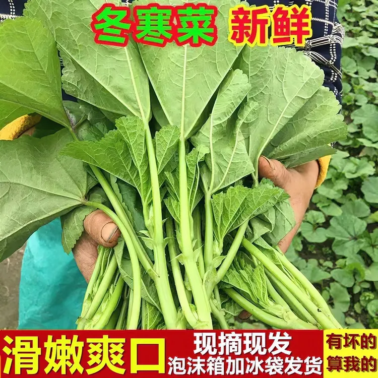 四川特产冬寒菜新鲜东汉菜苋菜马蹄菜冬葵糯米菜露天时令蔬菜