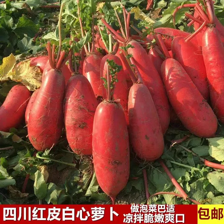 四川农家红皮白心萝卜新鲜水萝卜胭脂红泡萝卜现拔时令蔬菜3/5斤