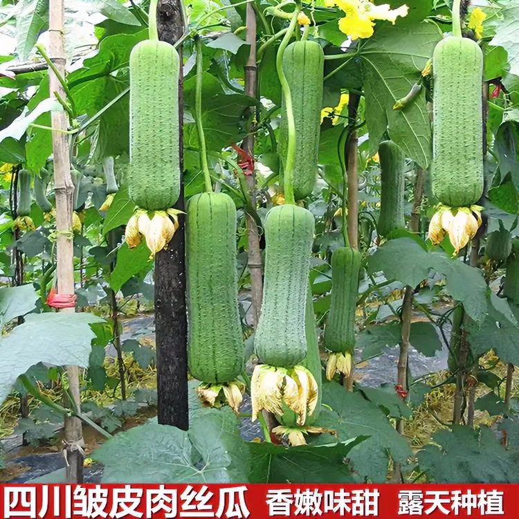 四川皱皮肉丝瓜新鲜胖丝瓜鱼鳞丝瓜农家自然谢花时令蔬菜3/5斤