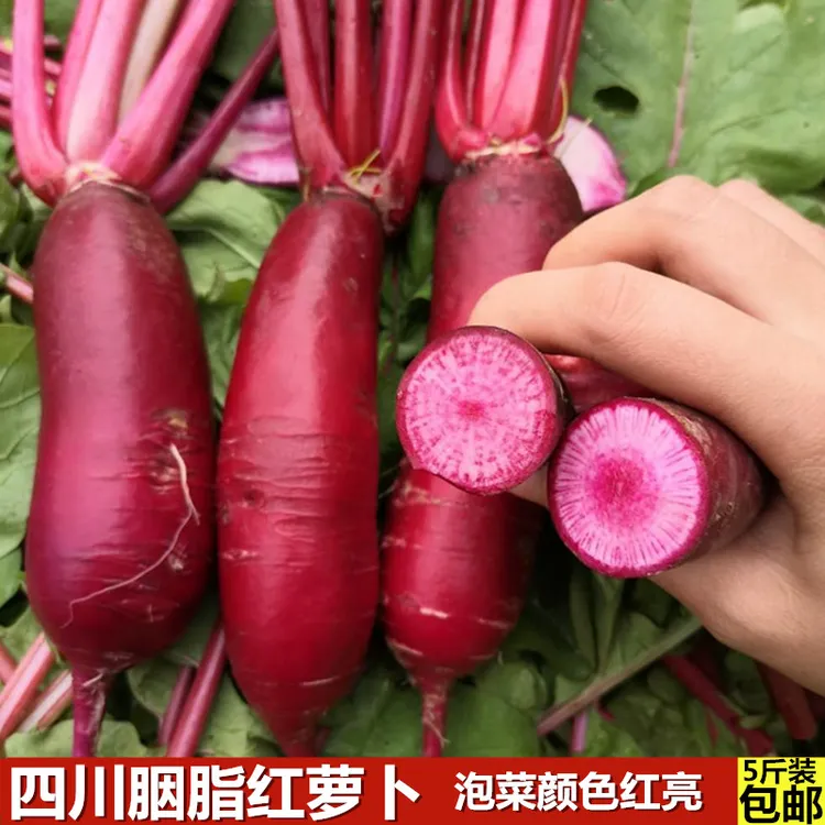 四川胭脂红萝卜新鲜心里美红心萝卜铁杆干丑萝卜现挖现发1/3/5斤