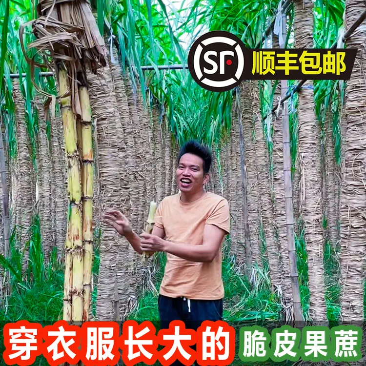 正宗广西木格白玉蔗新鲜玻璃脆甘蔗水果甘蔗皮薄多汁脆口清甜包邮